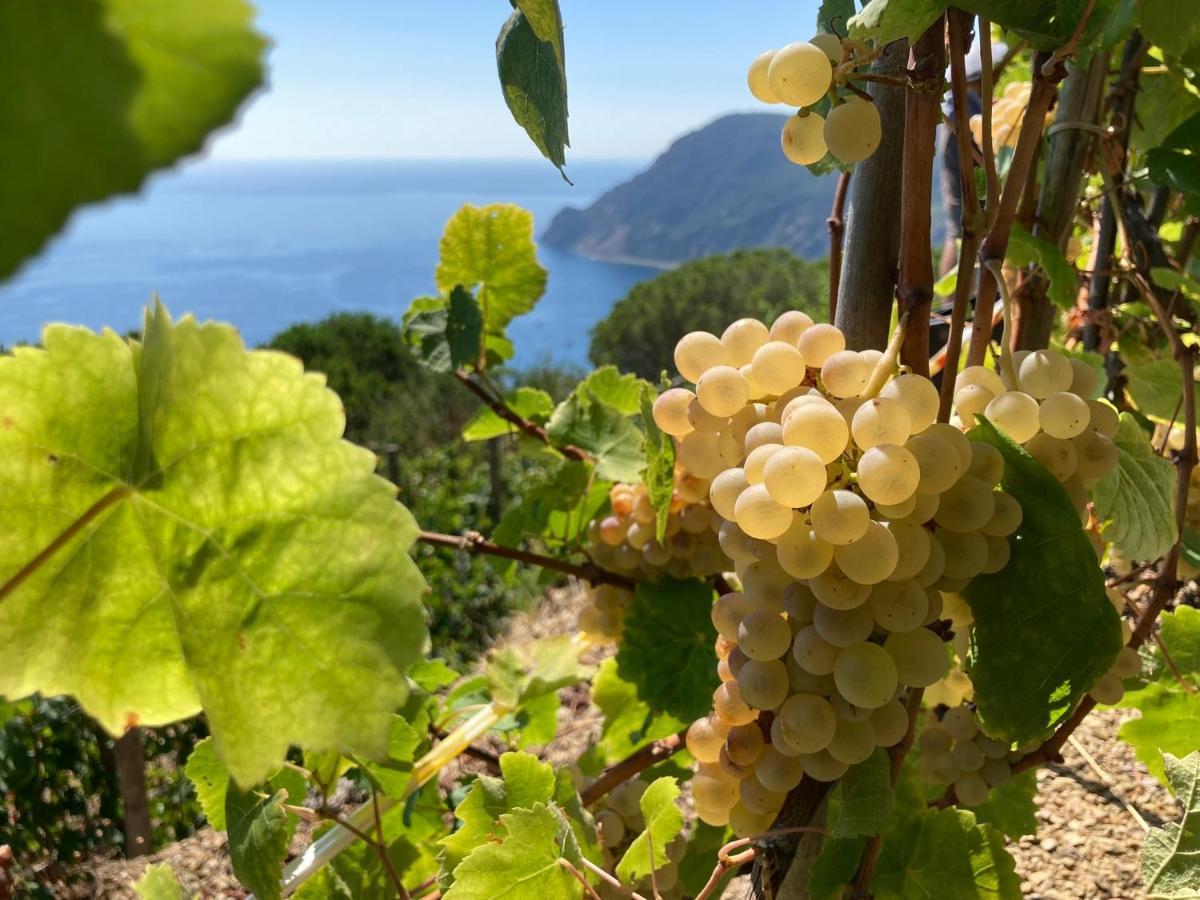 Villa Pietrafiore Monterosso al Mare Ngoại thất bức ảnh