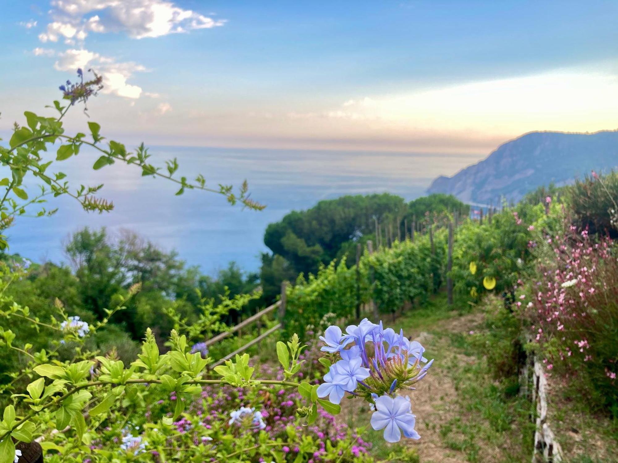 Villa Pietrafiore Monterosso al Mare Ngoại thất bức ảnh